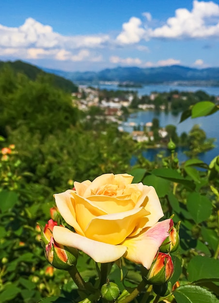 スイスの庭の湖の山々の美しいバラの花とスイスの背景の自然のヴォルララウの青い空
