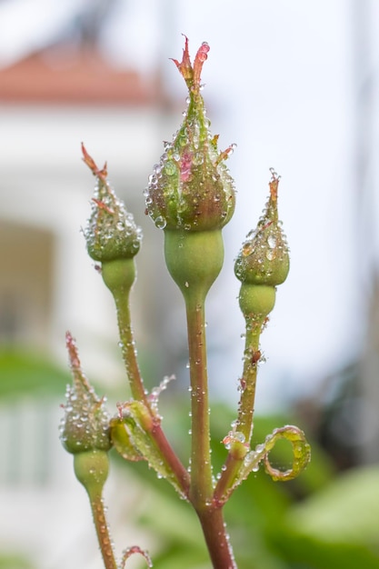 Bellissimo fiore rosa con gocce di rugiada