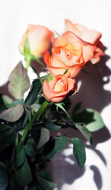 Beautiful rose flowers close up