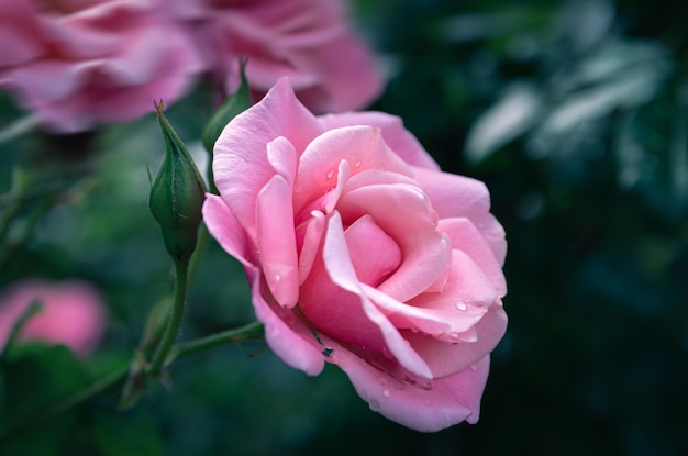 Beautiful rose flowers in garden