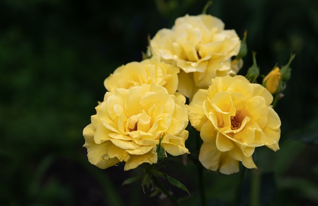 庭の美しいバラの花