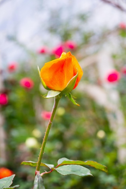 温室プランテーションの美しいバラの花