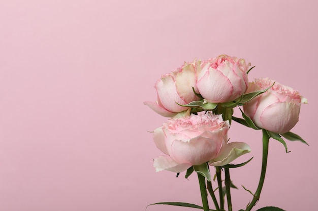 Beautiful rose flowers on pink