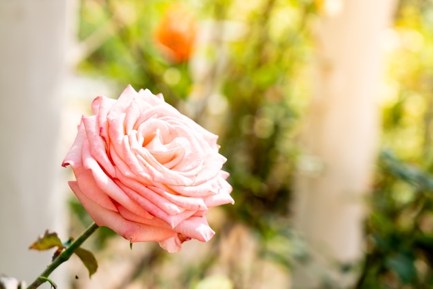 beautiful rose flowers