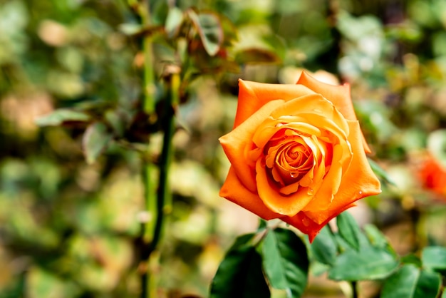 beautiful rose flowers