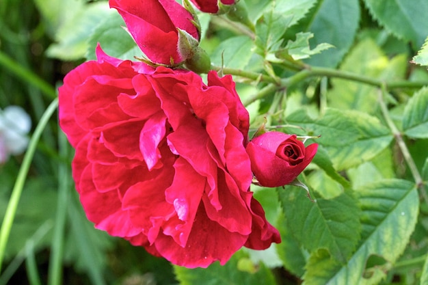 Beautiful rose in a garden