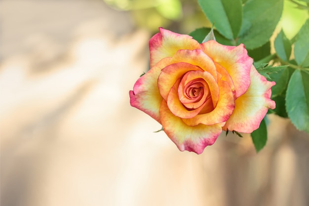 Beautiful rose in the garden