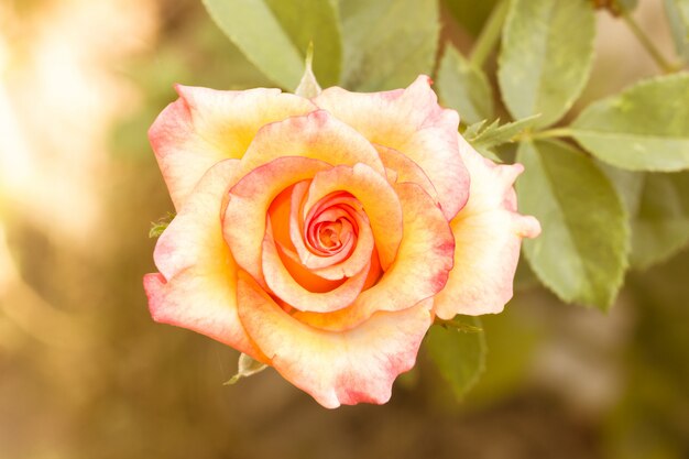 Foto bella rosa in giardino