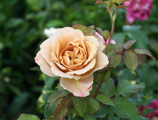 Beautiful rose in a garden