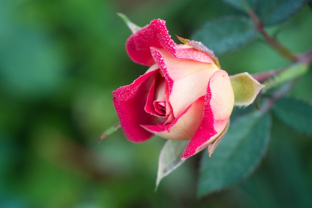 Photo beautiful rose in garden