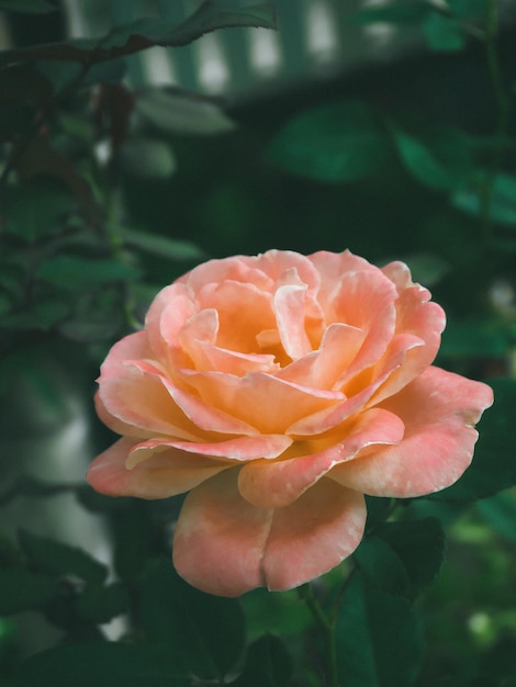 Beautiful rose in the garden