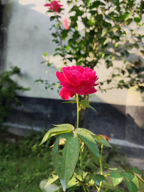 Photo a beautiful rose in a garden