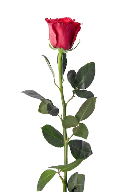 Beautiful rose isolated on white background