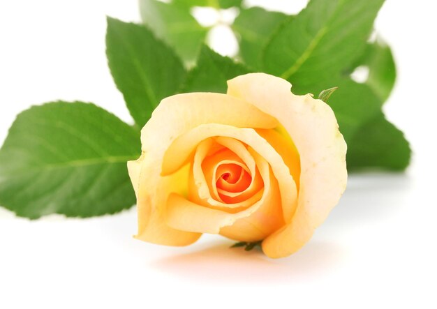 Beautiful rose isolated on white