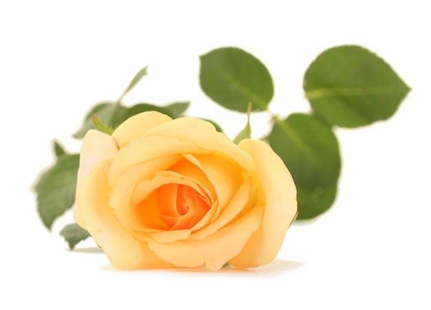 Beautiful rose isolated on white