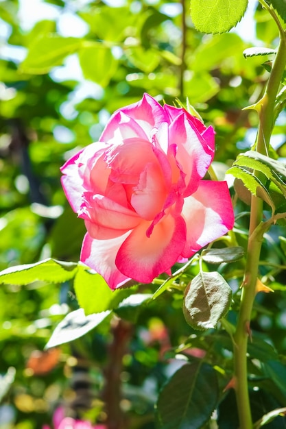 Beautiful rose in a park on the nature background