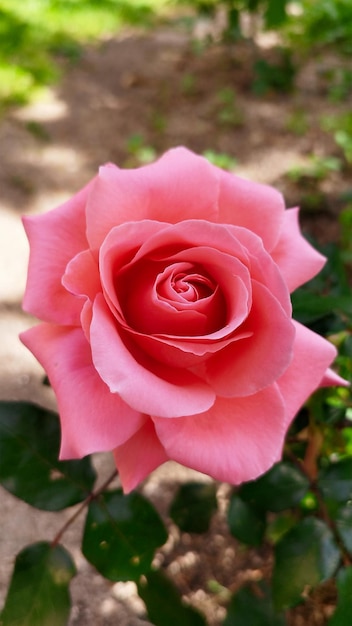 Photo beautiful rose in pastel pink tone