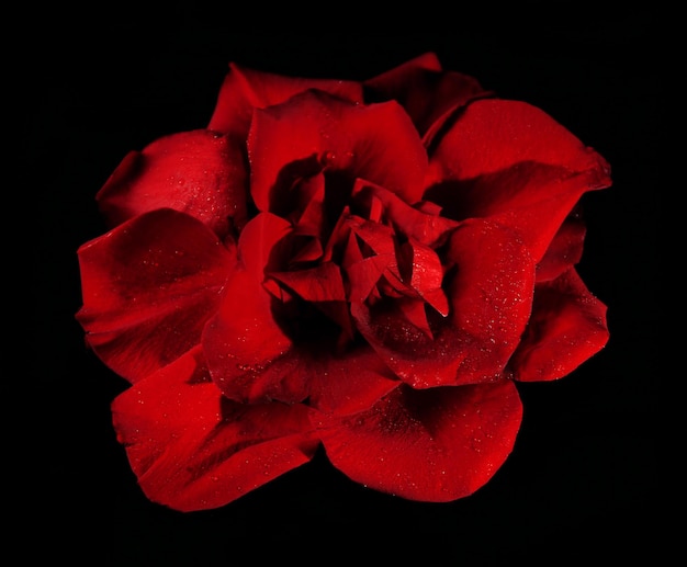 Photo beautiful rose petals on dark background