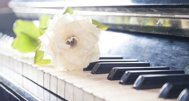 Foto bella rosa sulla tastiera del pianoforte. amo la musica