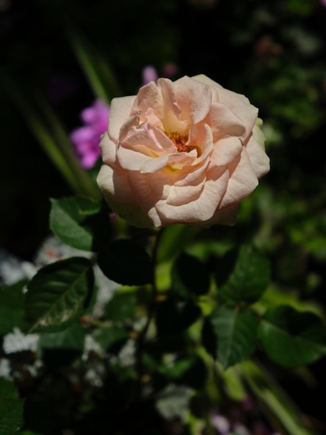 Beautiful rose plant in nature