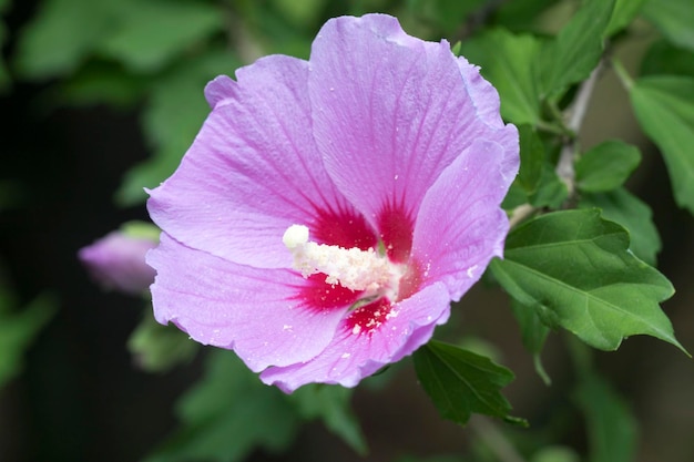 The beautiful rose of Sharon