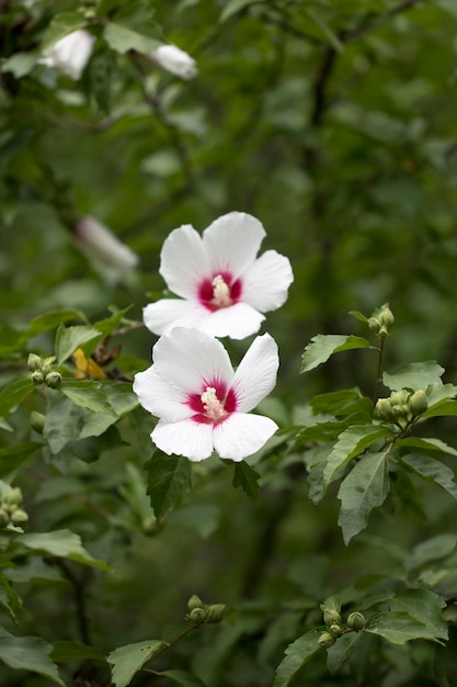 The beautiful rose of Sharon