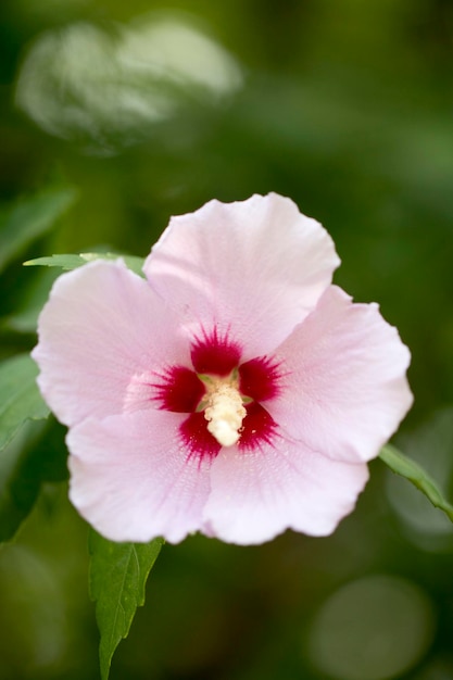 The beautiful rose of Sharon