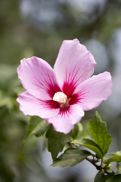 The beautiful rose of Sharon