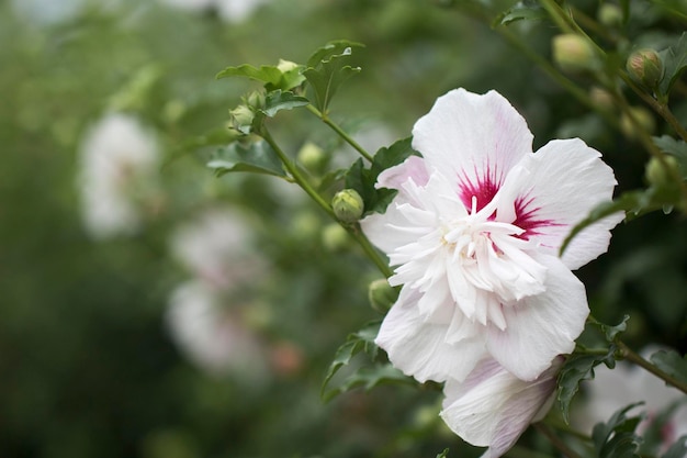 The beautiful rose of Sharon