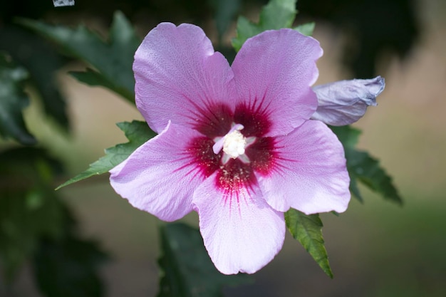 The beautiful rose of Sharon