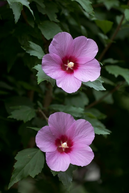 The beautiful rose of Sharon