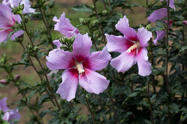 The beautiful rose of Sharon