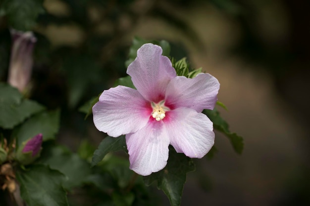 The beautiful rose of Sharon