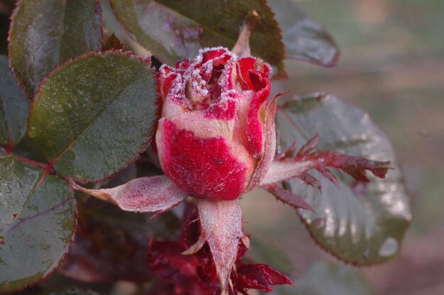 The beautiful rose waited for the frost.