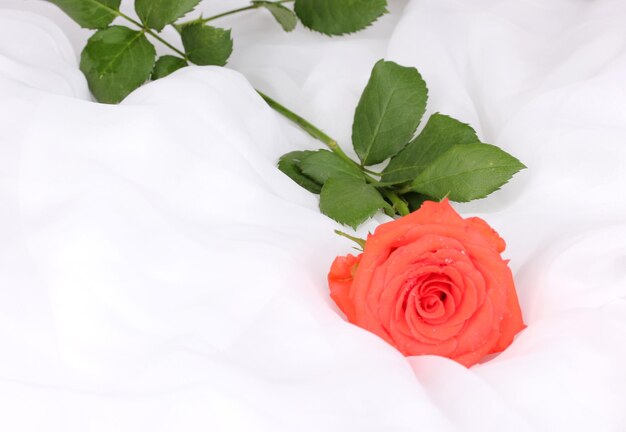 Beautiful rose on white cloth