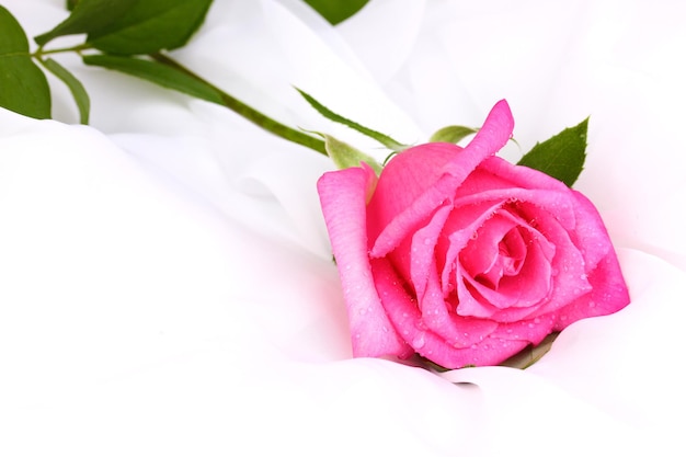 Beautiful rose on white cloth