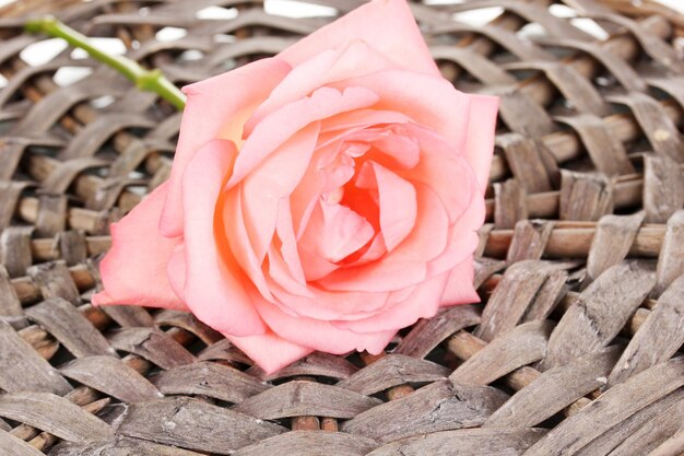 Beautiful rose on wicker mat close-up