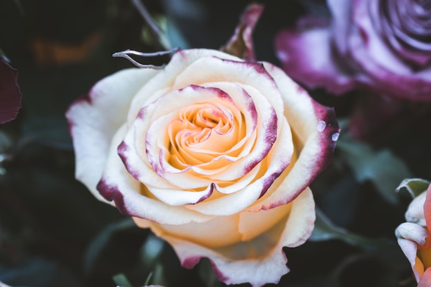 Beautiful rose with a vintage effect