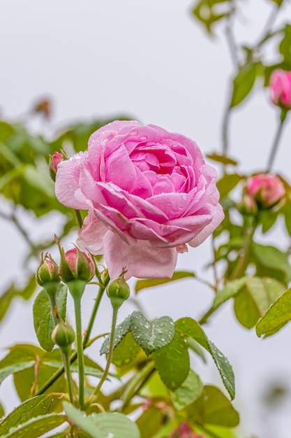 A beautiful roses after rain