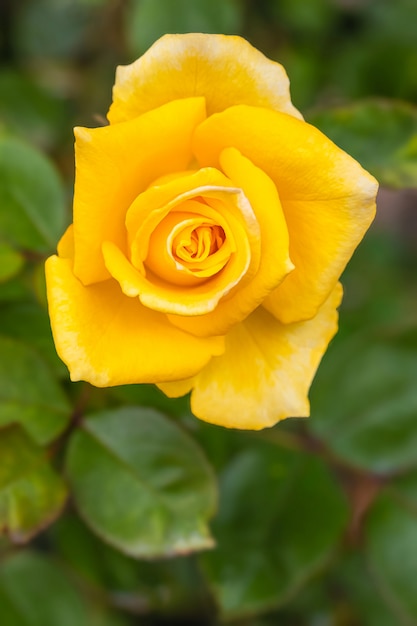 Photo a beautiful roses after rain