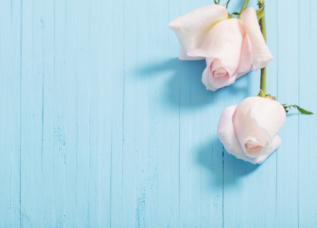 Beautiful roses on blue wood background