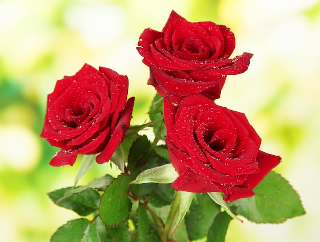 Beautiful roses, on bright background