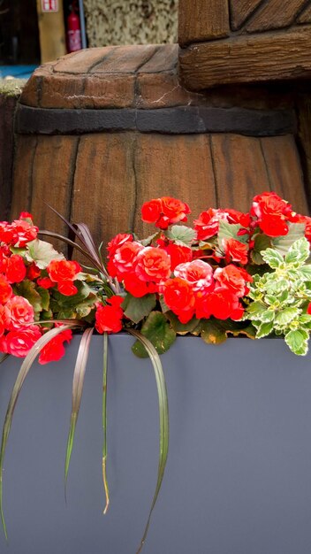 Beautiful roses Bush in garden roses for Valentine Day