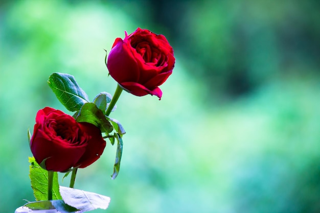 Beautiful Roses in a clear soft green background