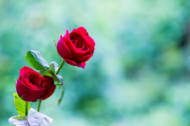 Beautiful Roses in a clear soft green background