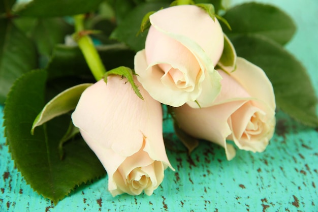 Beautiful roses, on color wooden background