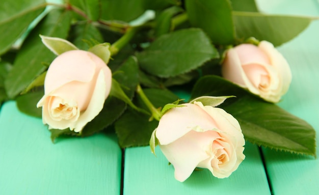 Beautiful roses, on color wooden background