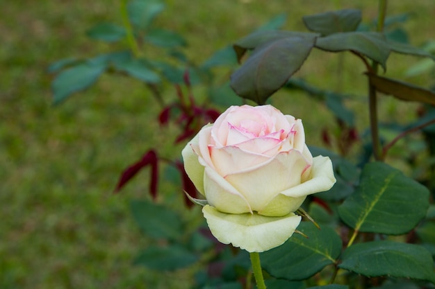 Beautiful roses colurful (petals, leaves, bud and an open flower)