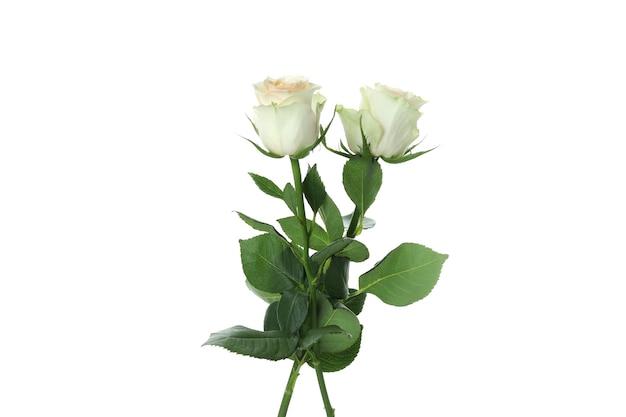 Beautiful roses flowers isolated on white