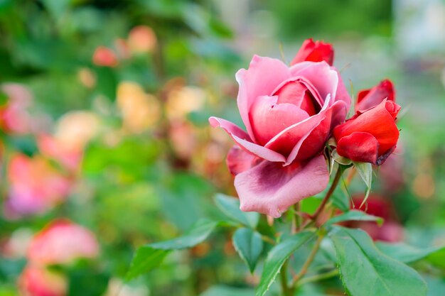 美しいバラ園。ピンク色の咲くバラの花のクローズアップ